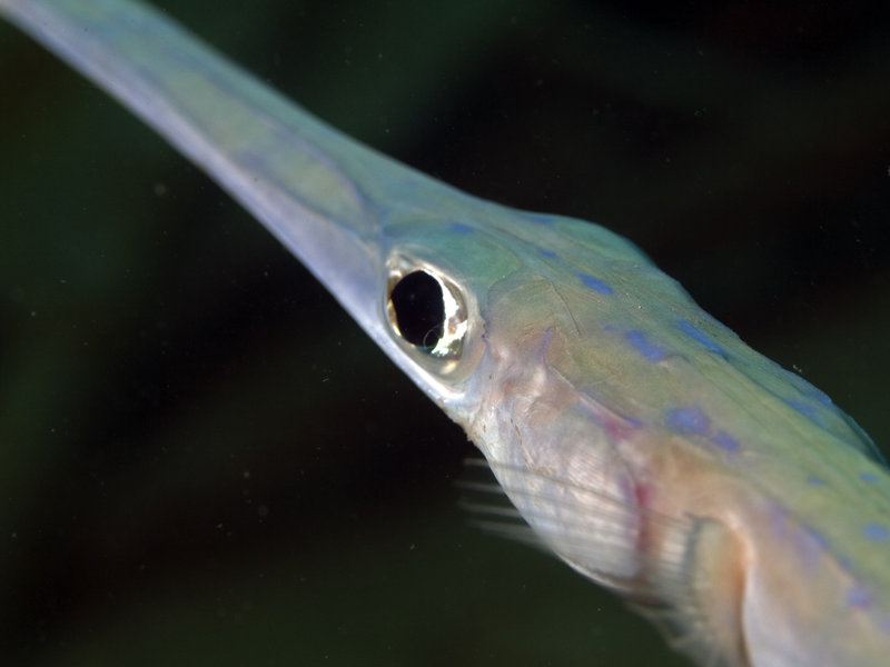 Flute fish, Seaventures House Reef